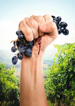 Klimat na zmiany: Upór natury - o walce o najlepsze wino