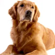 Bezpieczny kontakt z psem - Fundacja Dogtor