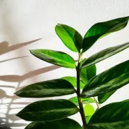 Plant Swap - Wymiana Roślin