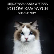 Międzynarodowa Wystawa Kotów Rasowych
