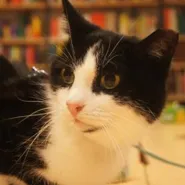 Kot w bibliotece