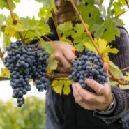 Ekologia i natura austriackiego wina