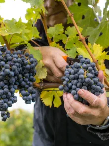Ekologia i natura austriackiego wina