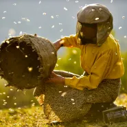 Kraina miodu | Prapremiera i spotkanie z pszczelarzem