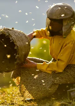 Kraina miodu | Prapremiera i spotkanie z pszczelarzem