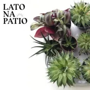 Lato na Patio | Sąsiedzka wymiana roślin