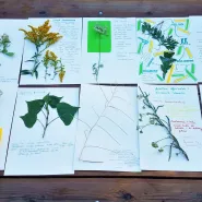 Zielnik miejski - roślinne haiku dla dzieci