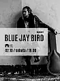 Blue Jay Bird