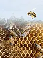 Co robią pszczoły na dachu Urzędu Miasta Gdyni?