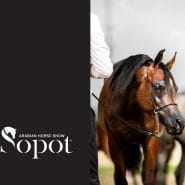 III Sopocki Pokaz Koni Arabskich  / Sopot Arabian Horse Show
