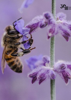 Przyjdź po pszczołę: warsztaty familijne