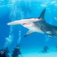 Po świecie za rekinami - fakty i mity na temat rekinów