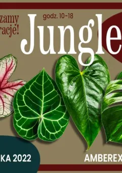 Jungle bazaar - rośliny, donice i akcesoria 