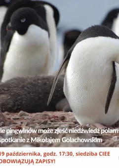 Ile pingwinów zje niedźwiedź polarny?