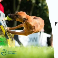 Fractal Flyball Cup XII