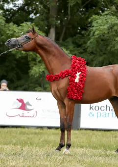Sopot Arabian Horse Show 2023