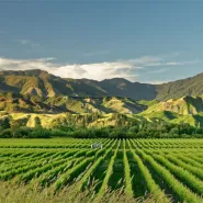 Speed degustacja Sauvignon Blanc