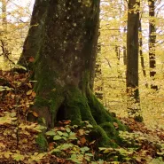 Wędrówka leśna z wizytą w jesiennym arboretum w Wirtach