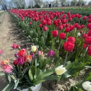 O rany, tulipany 
