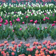 O rany, tulipnay! Wędrówka przez rzepak na Tulipanowe Pole