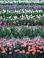Wędrówka na pole tulipanów