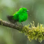 Ptaki Ekwadoru trudniej niż myślisz