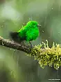 Ptaki Ekwadoru trudniej niż myślisz