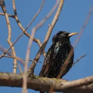 Spacer Tropem Przyrody: Rozpoznawanie głosów ptaków w Ptasim Raju