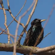 Spacer Tropem Przyrody: Rozpoznawanie głosów ptaków w Ptasim Raju