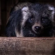 Dzień bez futra - akcja uliczna
