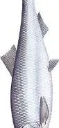 Śledzik