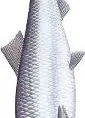 Śledzik
