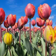 O Rany,  Tulipany