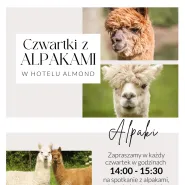Wakacje z alpakami w Hotelu Almond