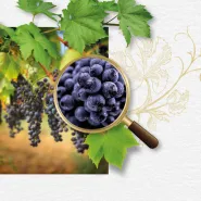 WINOwersytet cz.2 - Na tropie winnych szczepów
