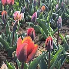 Ogród tulipanów