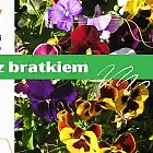 Zbrataj się z bratkiem, przygarnij... kwiatka!