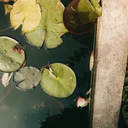Zakładamy ogród hydrobotaniczny  praktyczne warsztaty