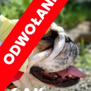 Wydarzenie odwołane! Dzień Psa pod patronatem Artura Schopenhauera