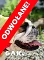 Wydarzenie odwołane! Dzień Psa