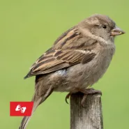 Stara piosenka o nadziei | czytanie performatywne
