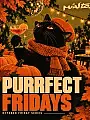 Purrfect Fridays | Miasto.