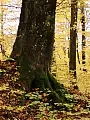 Jesienna wędrówka w okolicach Pruszcza
