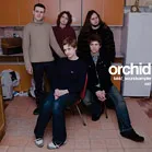 Orchid