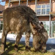 Obcowanie z przyrodą - MINI ZOO poza miastem...