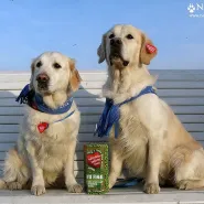 XVIII Finał Wielkiej Orkiestry Świątecznej Pomocy: Golden Retrievery na WOŚP