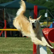 II Bałtyckie Zawody Agility