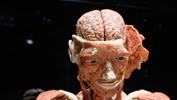 Body Worlds Vital - wystawa human body