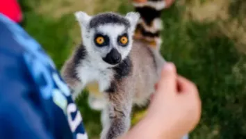 Bilet wstępu do Lemur Parku w Rumi