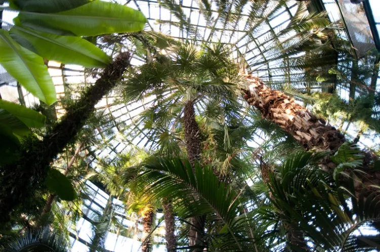 Blisko 180-letnia palma przebiła dach palmiarni w parku Oliwskim.